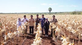 Situasi produksi jagung di beberapa sentra produsen yang saat ini tengah melimpah. (Dok. Tim Komunikasi Bapanas)