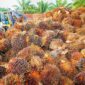 Buah Kelapa Sawit. (Pixabay.com/tristantan)