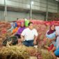Kepala Badan Pangan Nasional (Bapanas) Arief Prasetyo Adi Meninjau produksi bawang merah  di Brebes, Jawa Tengah. (Dok. Tim Komunikasi Bapanas)